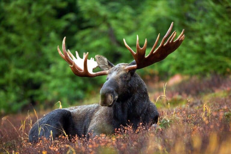 moose, bull, animal-70254.jpg