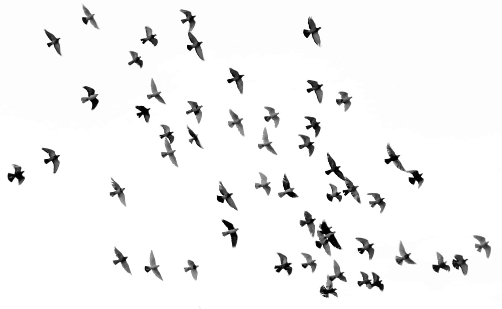 Lenormandkarte Vögel Bedeutung und Kombination